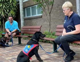 两只戴着挽具的训练犬在长椅上与驯兽师一起工作 