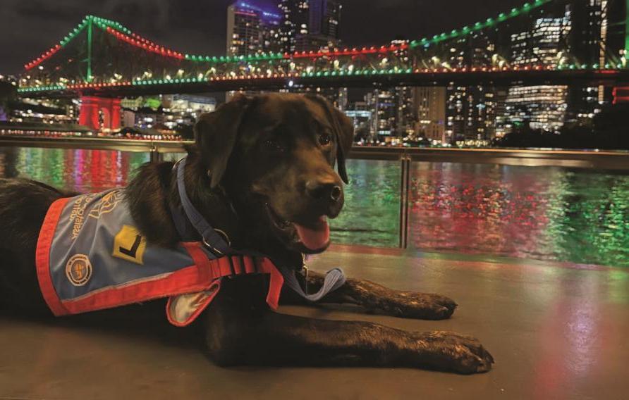 Brindle dog in a blue and red training harness in front of night lit bridge and harbor