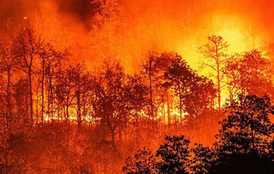 熊熊的橙色森林大火烧毁了黑色的树木