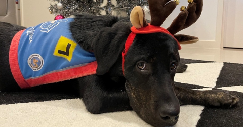 一条有斑纹的狗，戴着蓝色和红色的训练马具，有驯鹿的鹿角，站在装饰有装饰品的圣诞树前