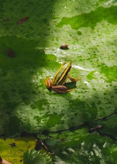 一只青蛙坐在亮绿色的睡莲上